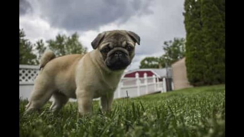 La baie vitrée est l'ennemie intime du chien