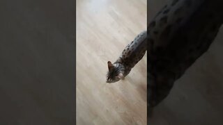 We trained our cat to "sit" #bengalcat #cutecat #cattraining