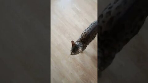 We trained our cat to "sit" #bengalcat #cutecat #cattraining