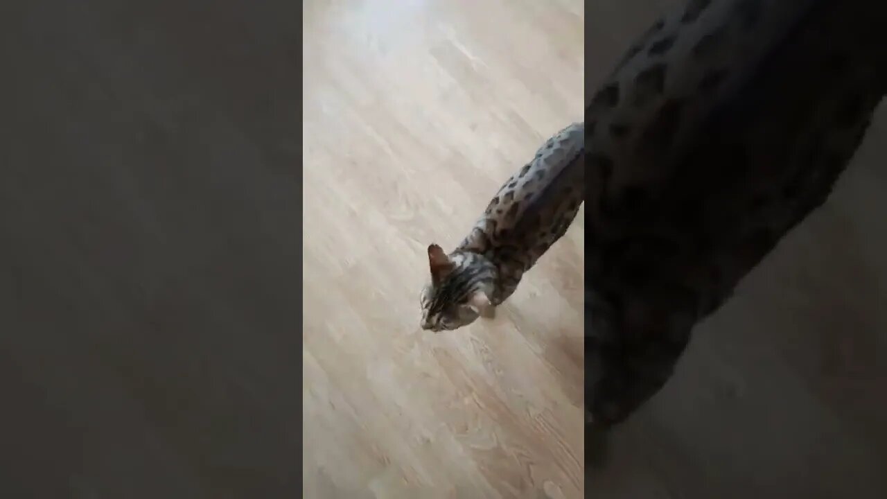 We trained our cat to "sit" #bengalcat #cutecat #cattraining