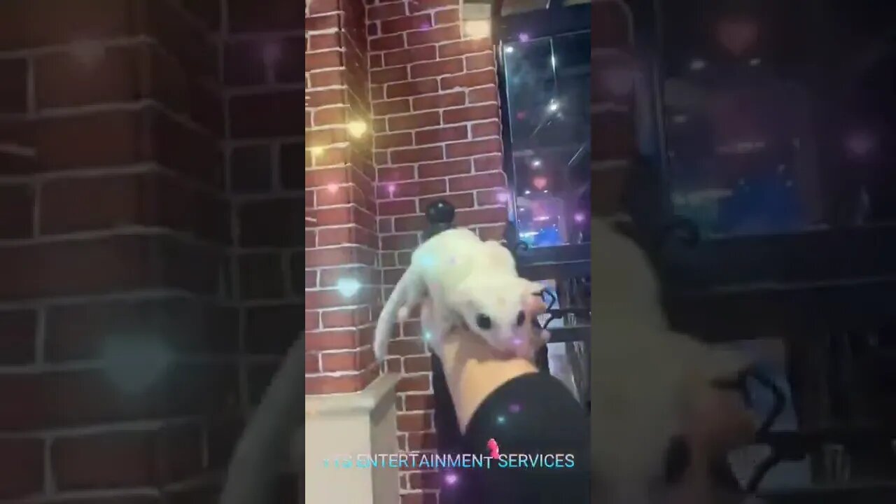 Flying Animal