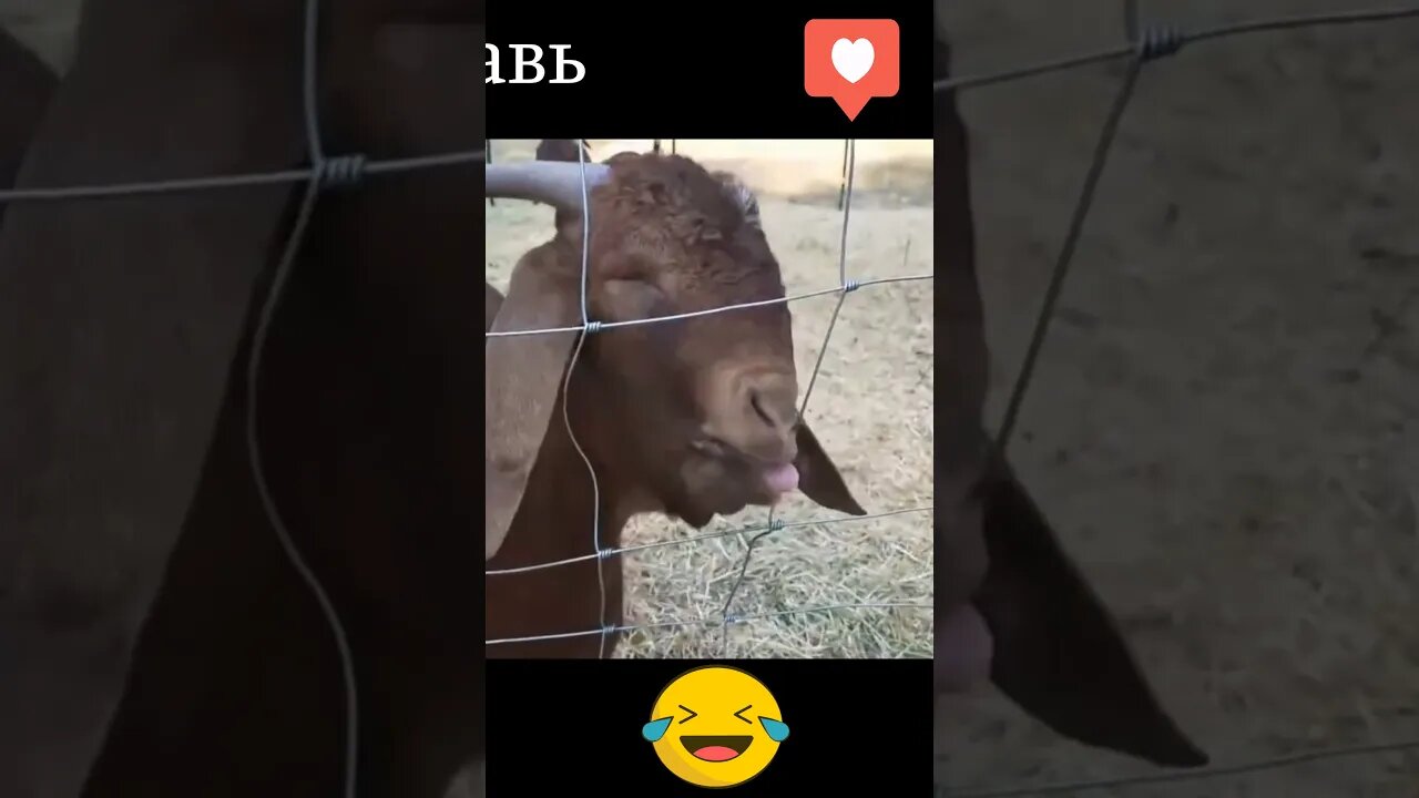 #shorts Смешные животные из Тик Ток 2 Funny animals from Tik Tok