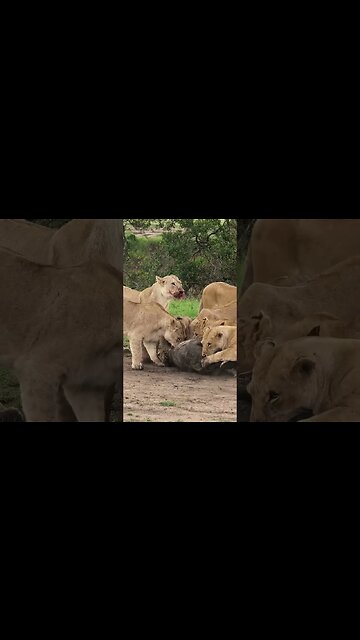 Warthogs Are Tough! | #shorts #shortsafrica #augdailyshorts