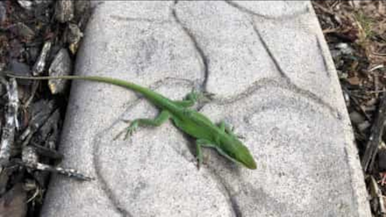 Un enfant fait une crise à cause d'un lézard