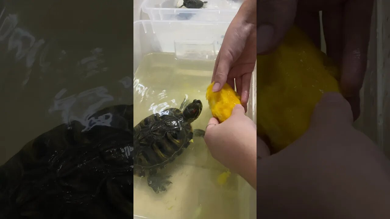 Turtle.Mango