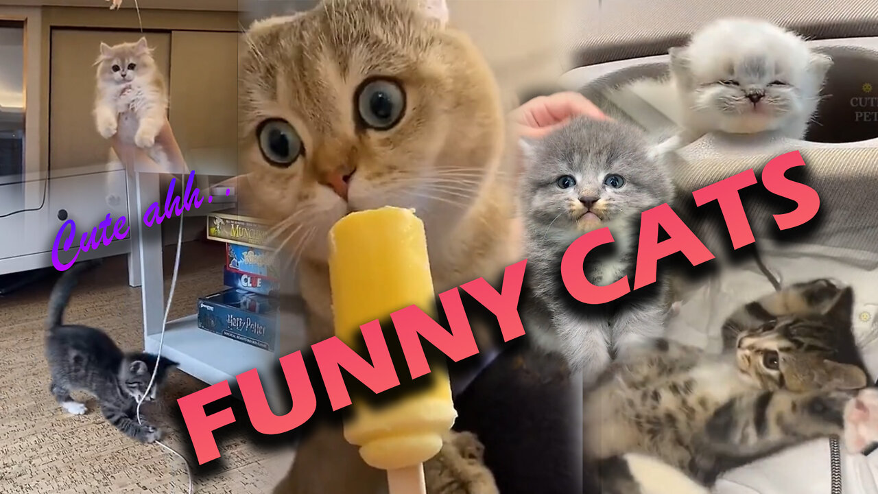 Cute Funny Cats 😍