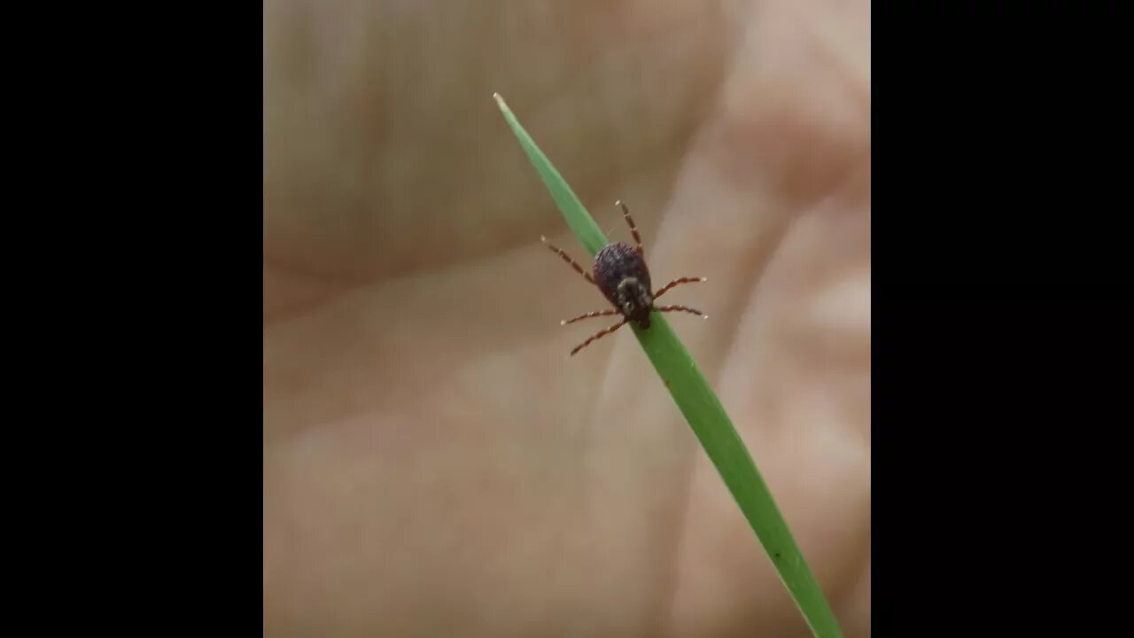 How Ticks Get On You & Where They Lurk & How To Prevent Ticks