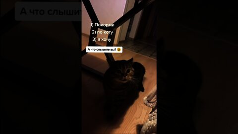 #shorts Смешные Коты Из Тик Тока 187 Funny Cats From Tiktok