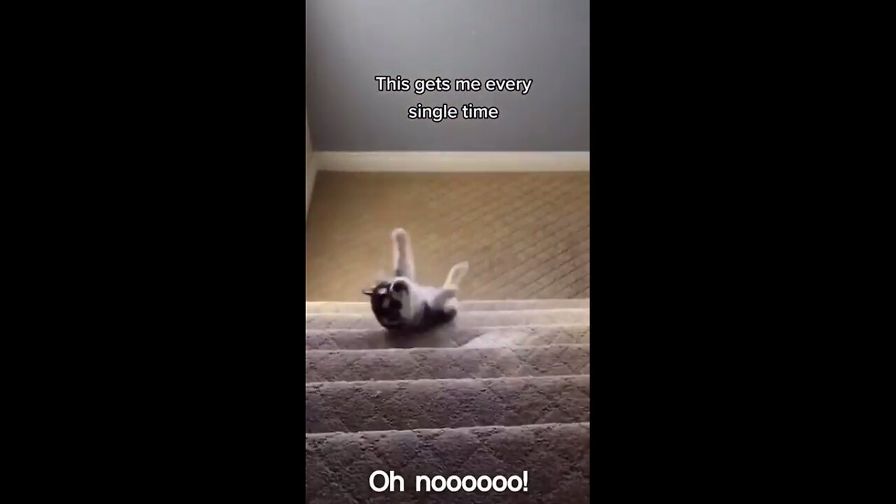 Funny Animals fails
