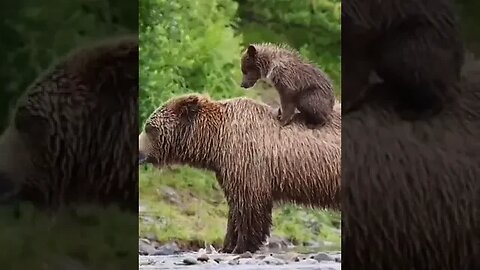 Climbing on mummy