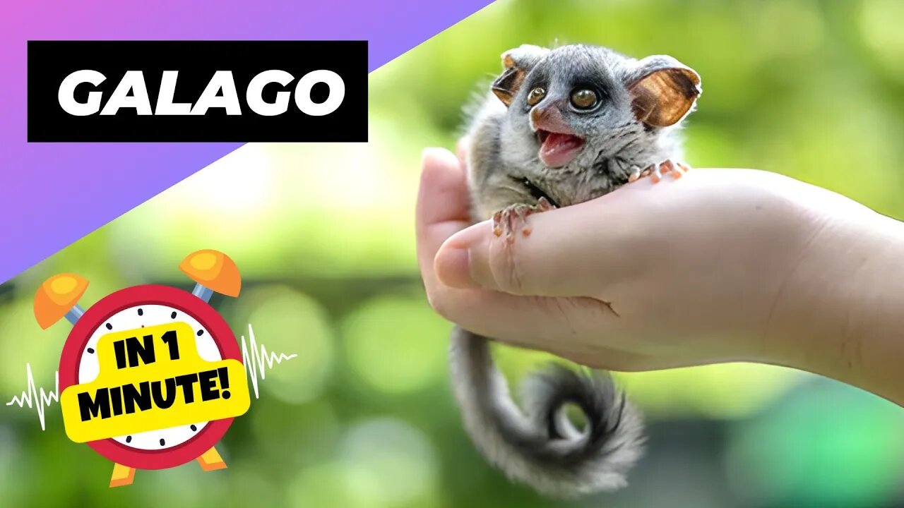 Galago - In 1 Minute! 🐒 One Of The Rarest Animals In The Wild - Bush Baby | 1 Minute Animals