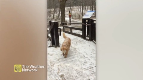 Taking the dog for a snowy walk by the waterfall in Bayfield, ON