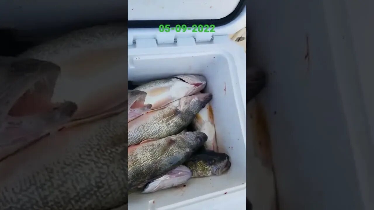 6 guys 20 fish! slooooow day still a great cooler. Back again tomorrow after these walleye!