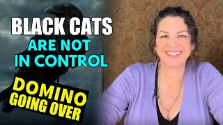 TAROT BY JANINE [ DOMINOES GOING OVER ] ☀️ - THE BLACK CATS ARE NOT IN CONTROL