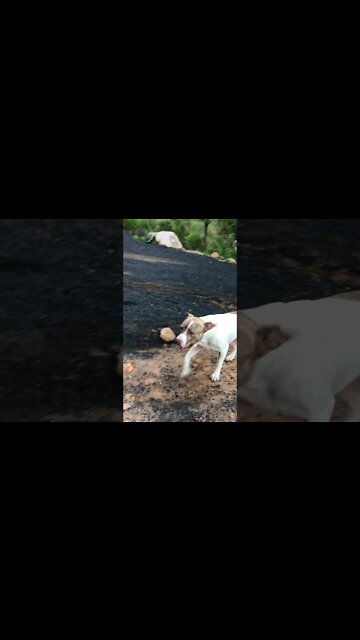 Beautiful dog follows owner up hill after helping feed the horses.