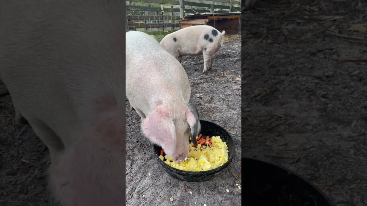 Scrambled Eggs and Pigs #pig #pigs #hog #hogs