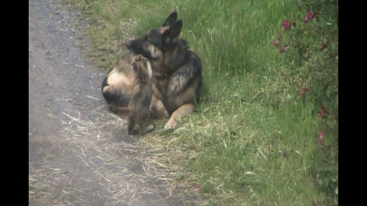 Cat DESTROYS German Shepherd, with kindness