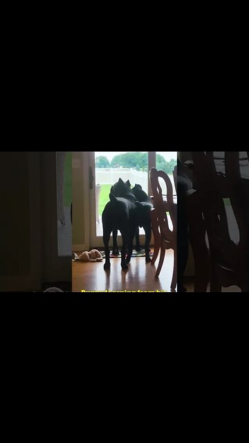 Cane Corso PUPPY Learns From Big Brother #shorts #dog