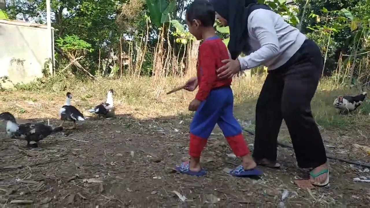 kasih makan bebek | suasana pedesaan | pecinta alam