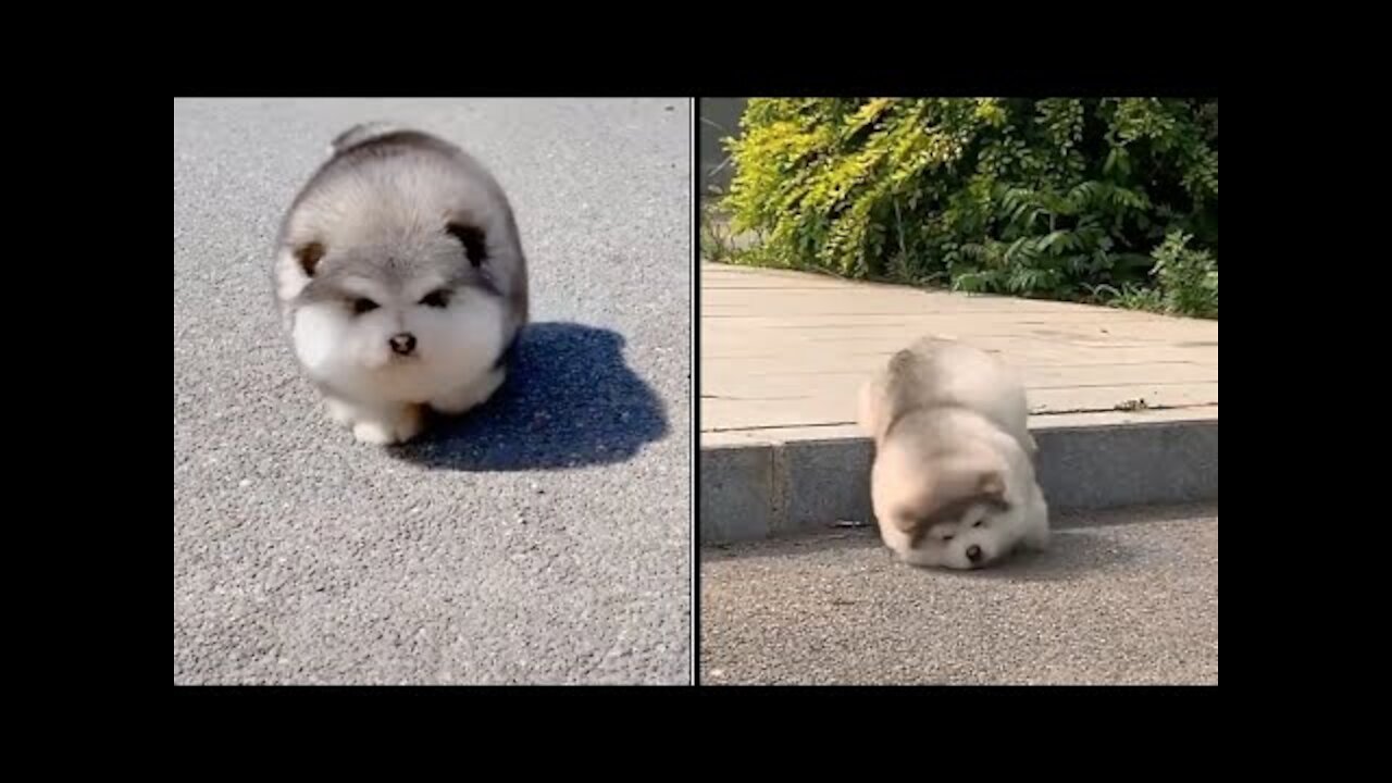 Baby Alaskan Malamute. Cutest and Funniest Alaskan malamute news.