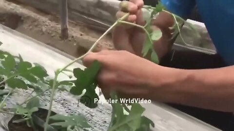 This is how China produces 100 million watermelons Watermelon production 6