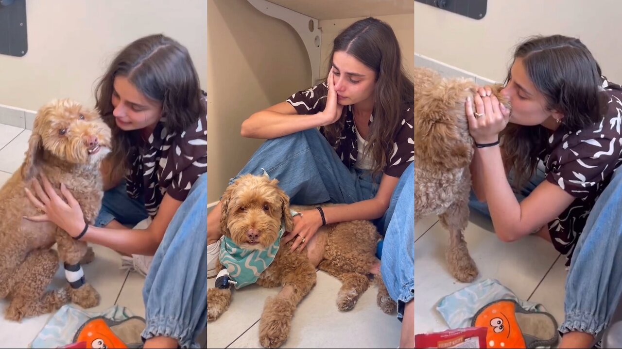 Taylor Hill's Heartfelt Moment with Her Beloved Dog | A Touching Story of Love and Loss