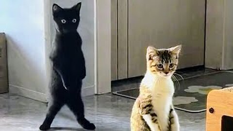 Best Of The Funny Animal Videos - New Funniest Cats And Dogs Videos #121