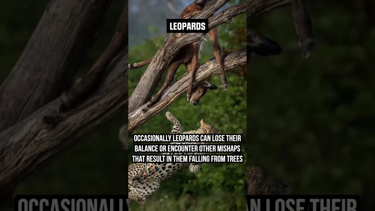 When Climbing Trees Can Have DEADLY CONSEQUENCES!😲 #Leopards #Hunting #wildlife #naturephotography