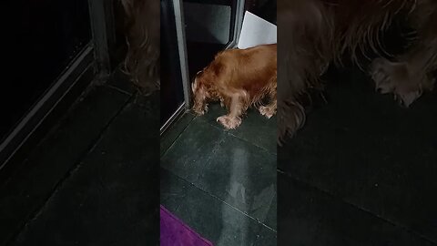 #dogshow , #animals , #dogs , #shorts