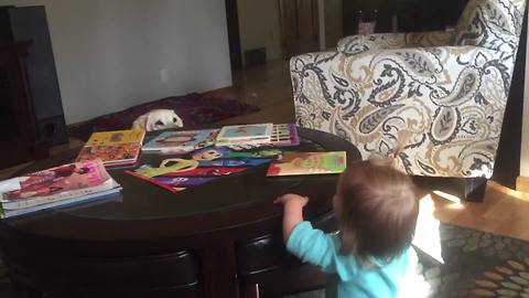 "Tot Girl Plays Peekaboo with Her Dog"