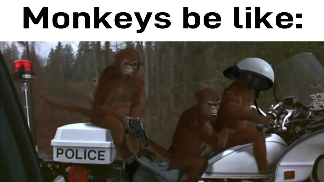 Monkeys be like: