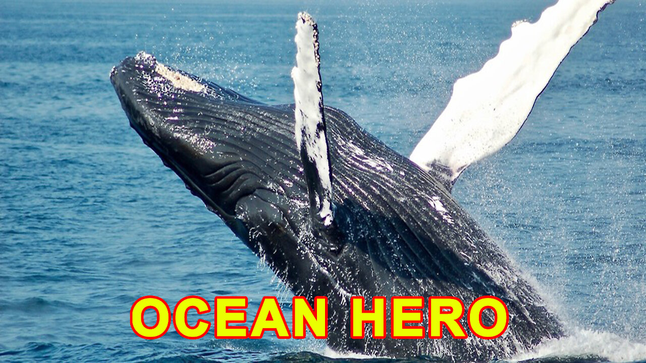 Amazing Whale jumping out of the water | OCEAN HERO