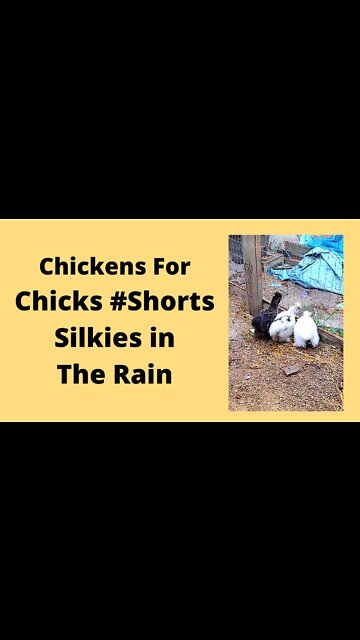 Silkies Chickens Playing In The Rain #shorts