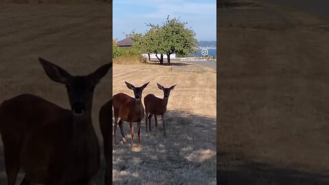 Baby Black Tail Deer