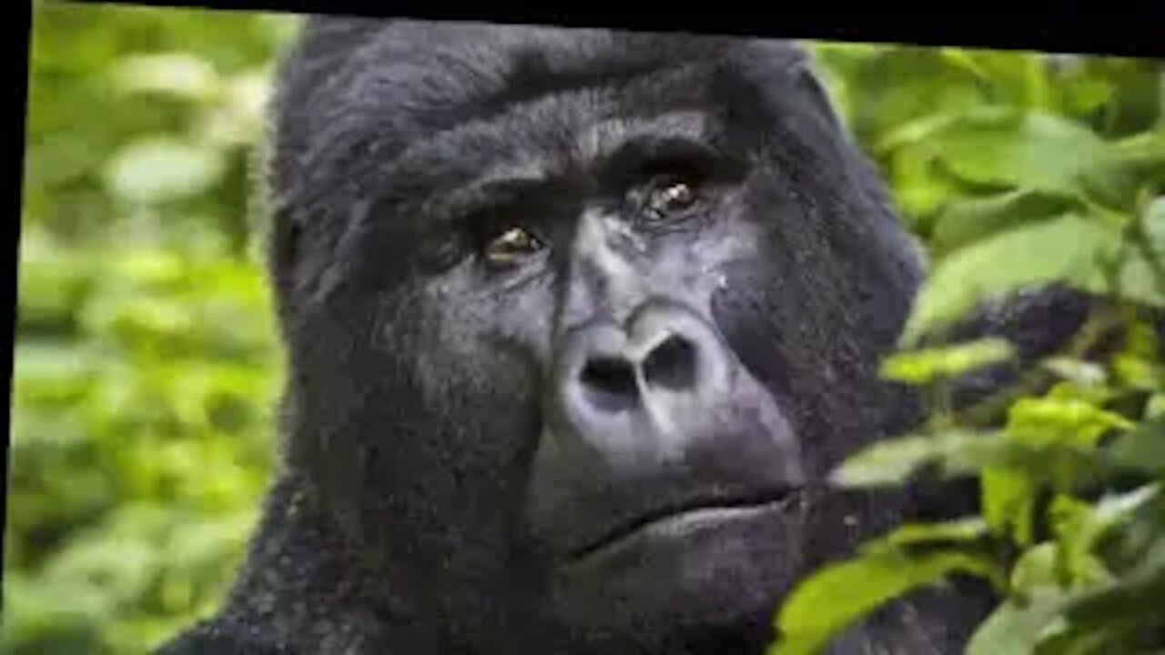 There Was A Sudden Motion In The Undergrowth Behind This Gorilla When He Stepped Onto The Road.