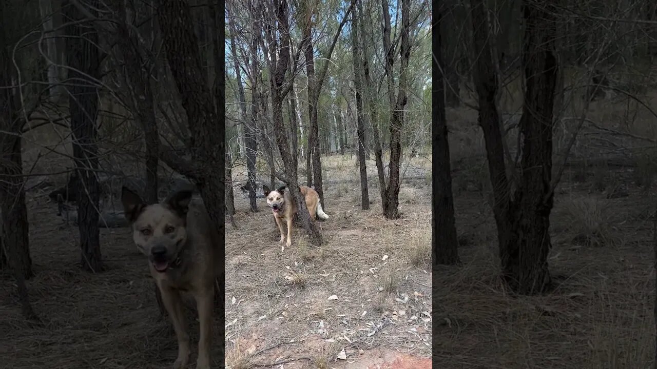 Twitter for dogs #offgridhomestead #dog #offgridliving #dingoes #wildlife #bush