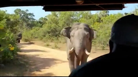 Elephant attack safari jeep sri lanka