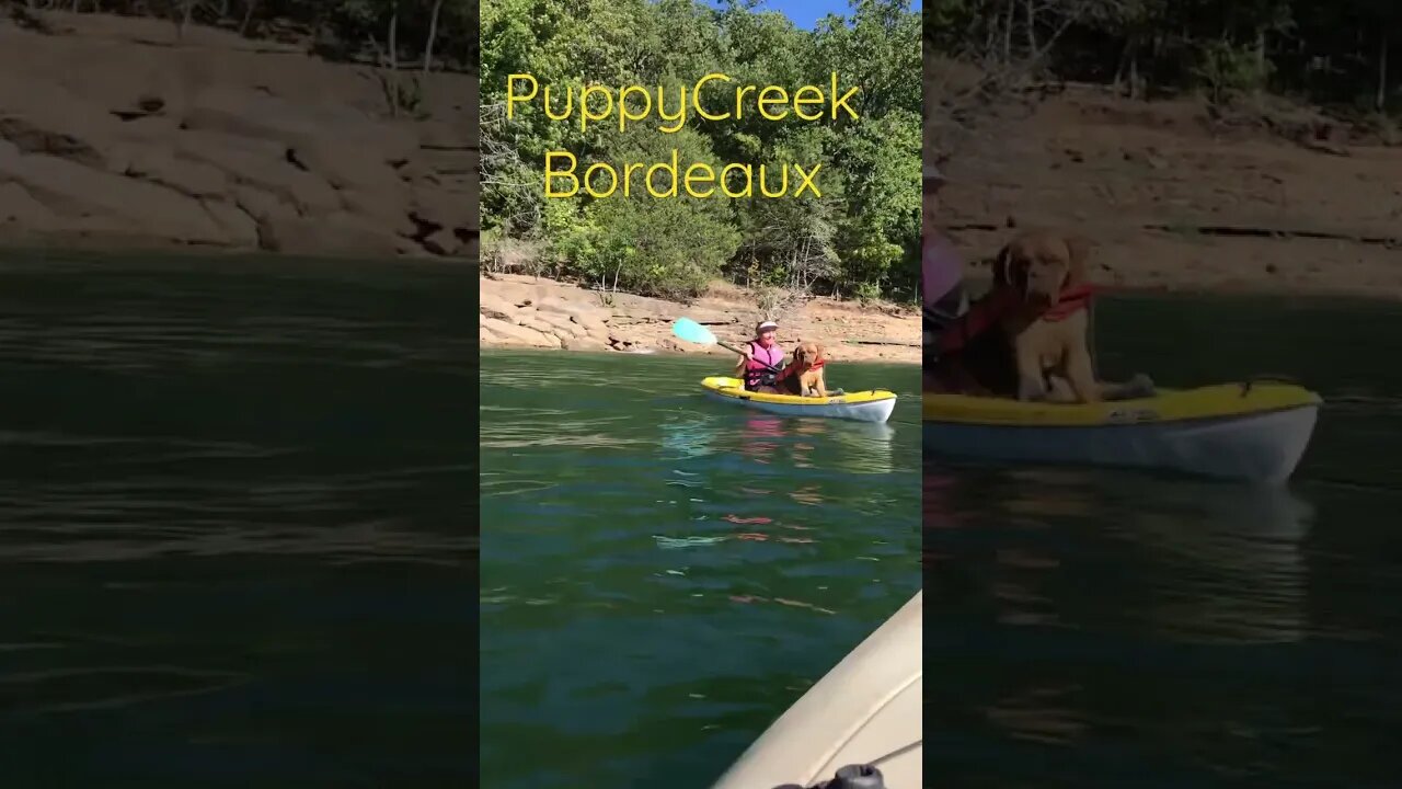 Dog on kayak. PuppyCreek Bordeaux