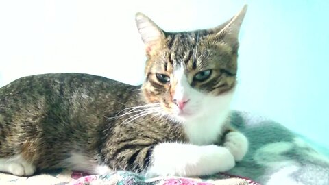 Kitten Is Still Sleepy in the Morning