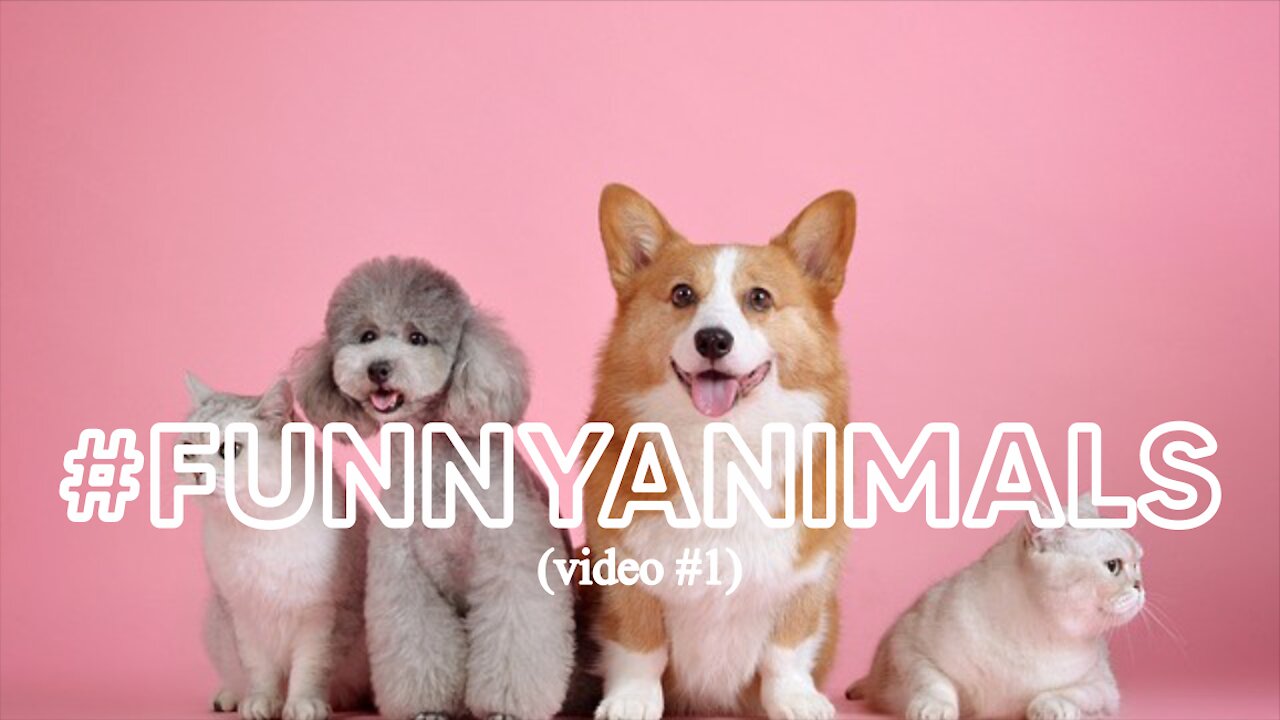 We love funny animals #video1