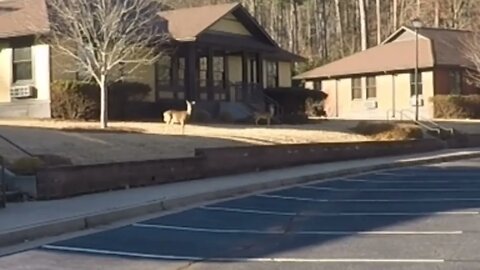 Herd of Deer at Rock Eagle