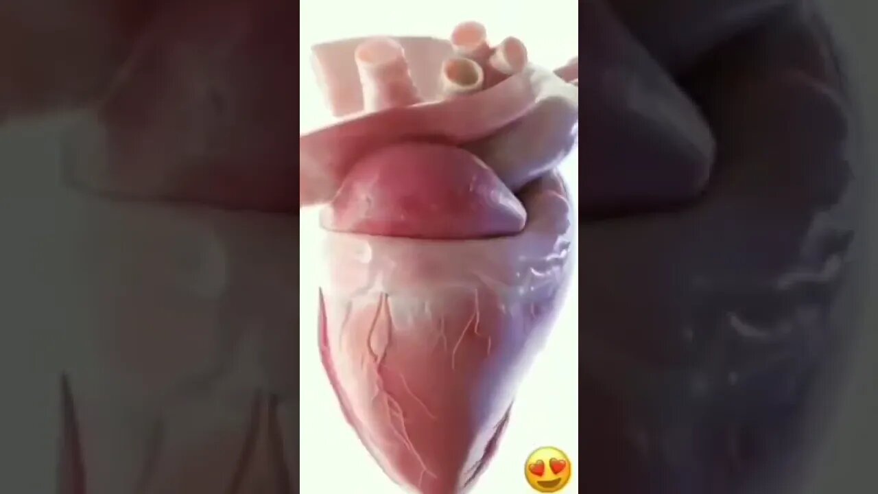 How our heart works