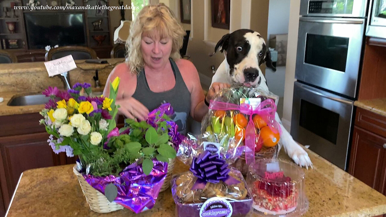 Affectionate Great Dane Gets So Excited To See Birthday Cake And Gifts