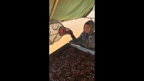 The business of crawfishing in ponds the Cajun way