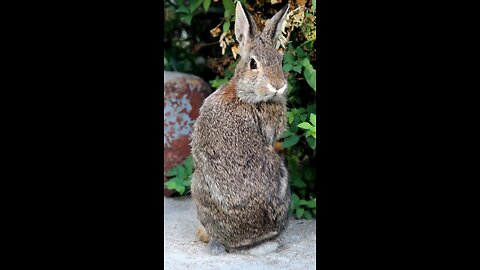 Rabbit Trimming a Bush