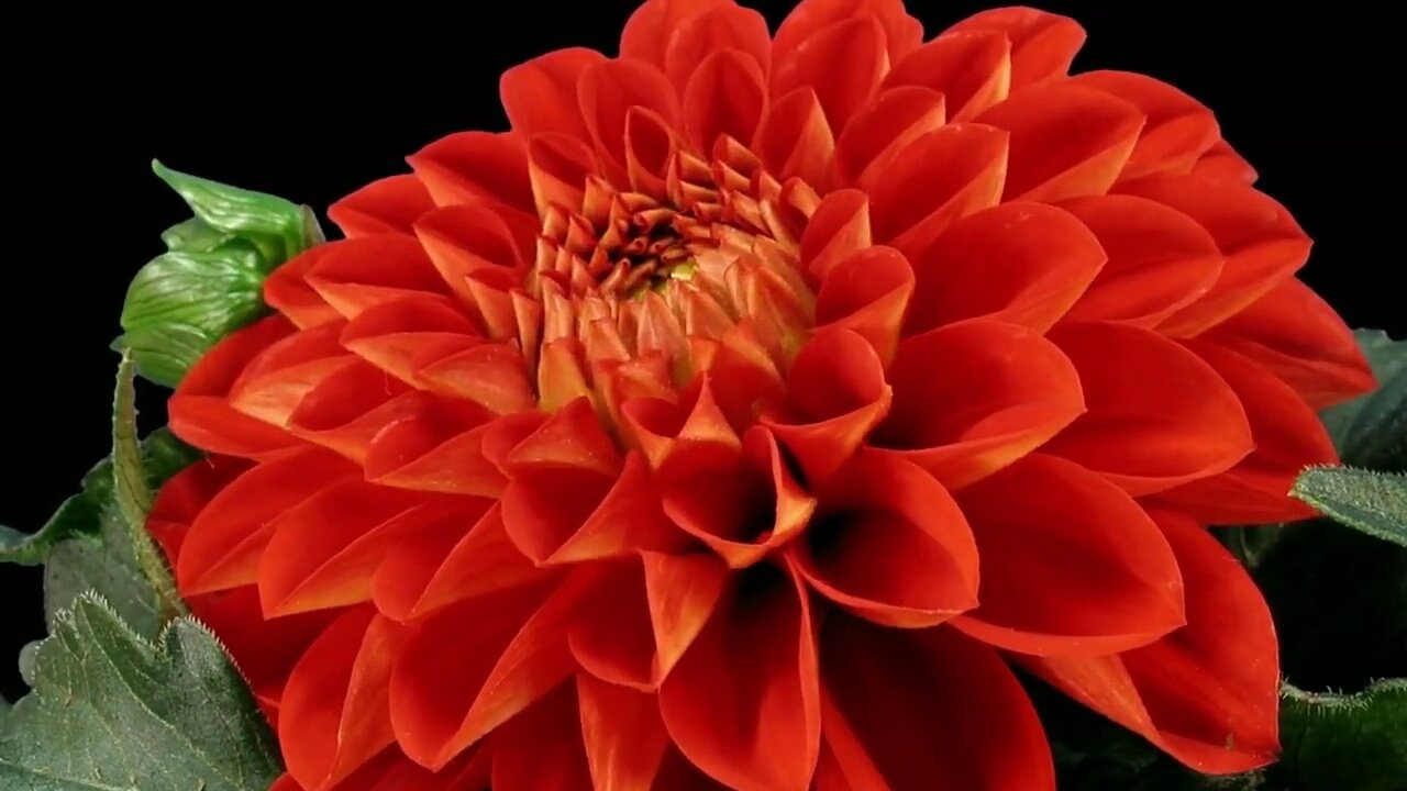 Dahlia Flowers Blooming Time-lapse