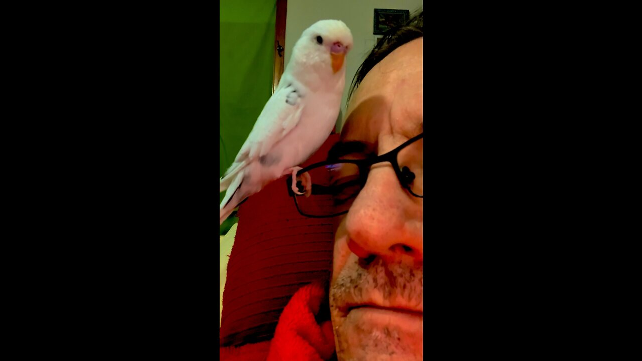 More of CHKN My Budgie