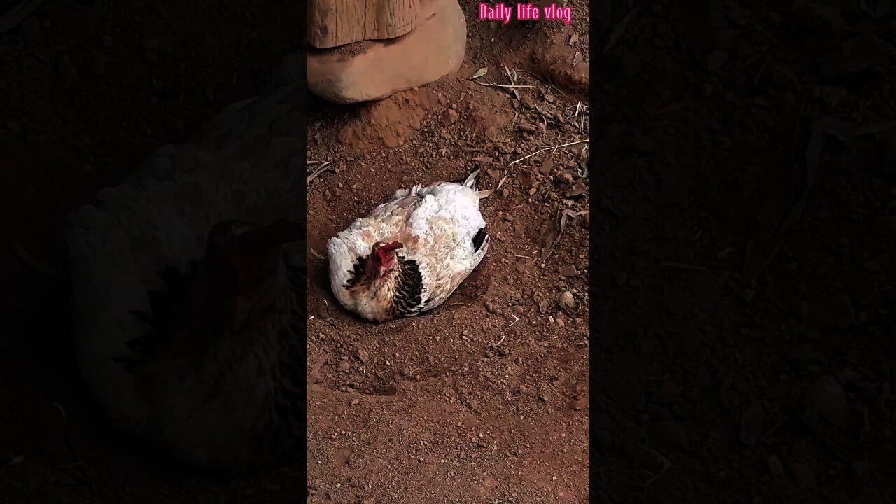 mother hen bathing in the ground