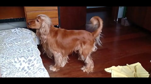 GOLDEN DOG , SHORTS