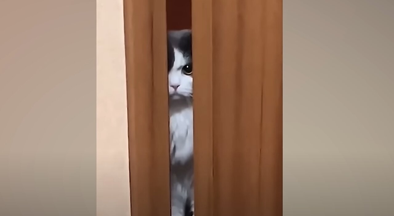 Funny cats compilation #2!! Super Funny!!! LOL!!!